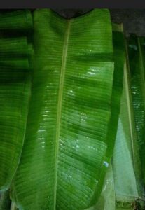 Banana Leaf, for Cooking, Wrapping Food-serving, Color : Green