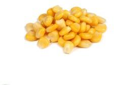 Fresh Maize, for Animal Food, Bio-fuel Application, Cattle Feed, Human Food, Making Popcorn, Packaging Type : Bags