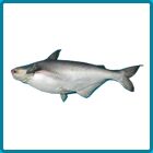 Basa Fish, for Cooking, Food, Human Consumption, Style : Fresh, Frozen