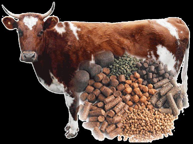 cattle feed