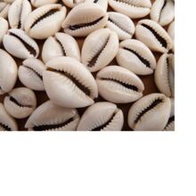custom made natural cowrie shells in assorted shapes