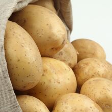 HAR INTERNATIONAL Ball Common Potatoes, Packaging Type : bag