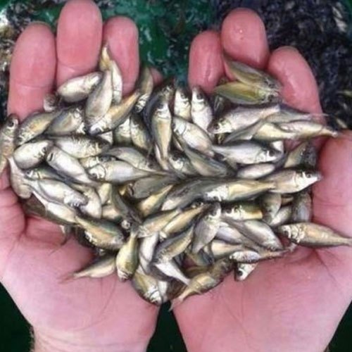 Common Carp Fish Seeds, Feature : Longer Shelf Life