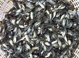 Gift Tilapia Fish Seeds, Style : Alive