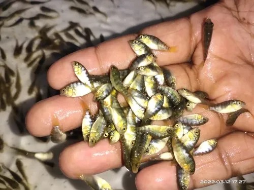 Monosex Tilapia Fish Seeds, Feature : High In Protein, Longer Shelf Life