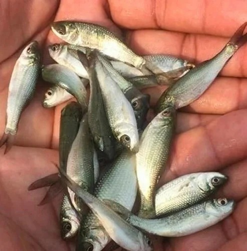 Mrigal Carp Fish Seeds, Packaging Type : Packet