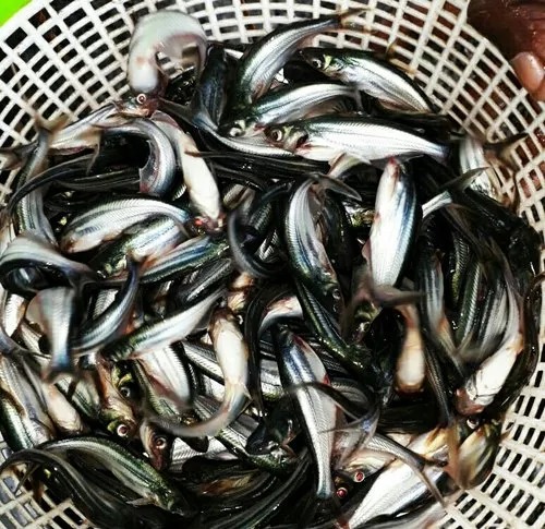 Whole Pangas Fish Seeds