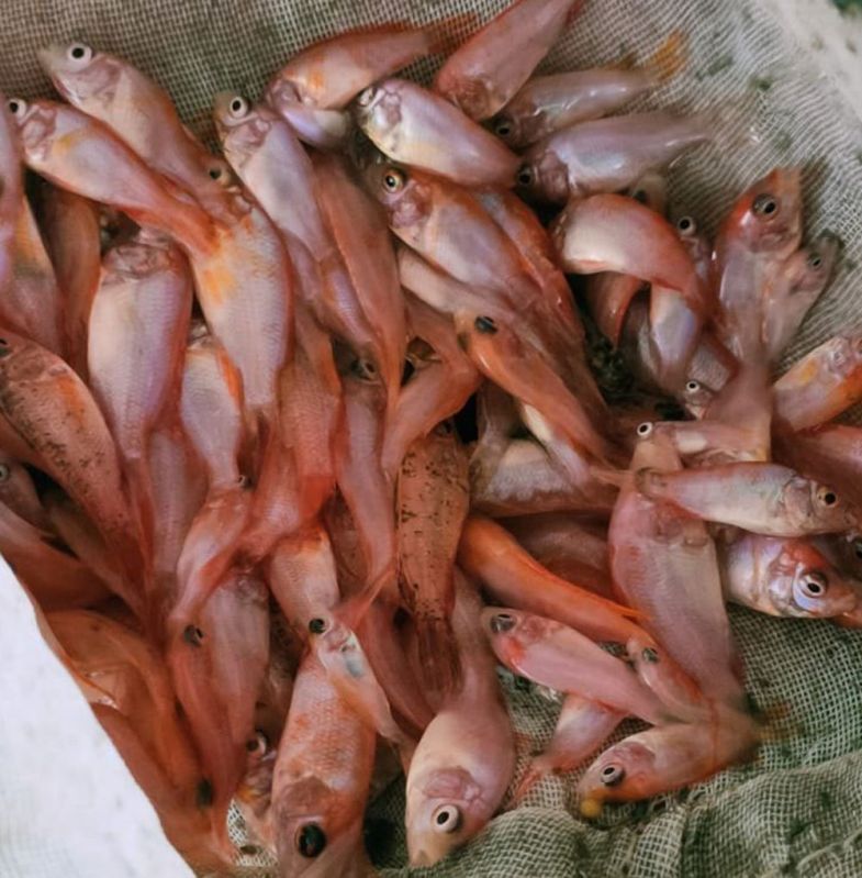 Red Tilapia Fish Seeds, Style : Alive