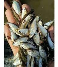 Silver Carp Fish Seeds, Style : Alive