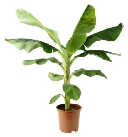 Tissue Banana Plant, Color : GREEN