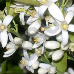 Neroli Oil