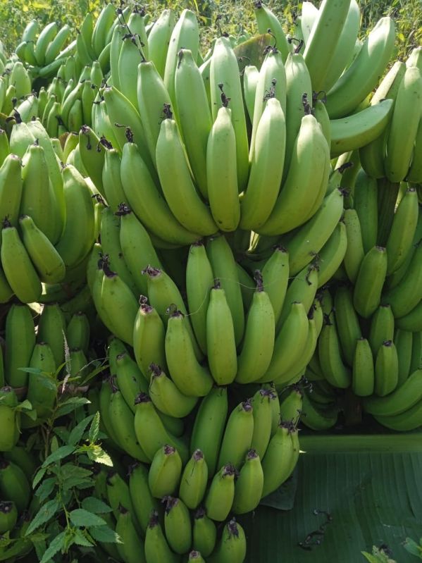 Natural A Grade Green Banana, for Cooking, Packaging Type : Gunny Bag