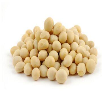 Organic Soybean, for Animal Feed, Cooking, Human Consumption, Packaging Type : Plastic Bags, Sack Bags