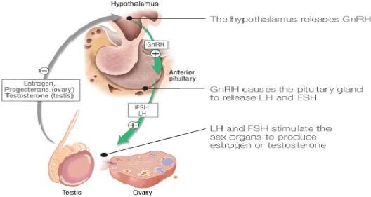 Hypogonadotropic Hypogonadism Treatment