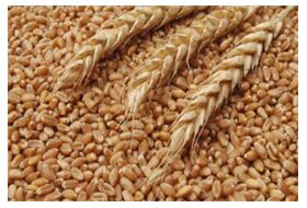 Sharbati Tukdi Wheat, Style : Whole-wheat