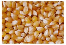 Organic Yellow Corn Seeds, for Animal Feed, Bio-fuel Application, Human Food, Certification : Iso Certified