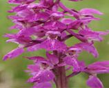 Orchis Mascula Root, Style : Dried