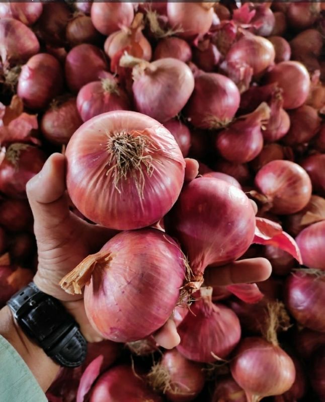 Fresh Red Onion, for Cooking