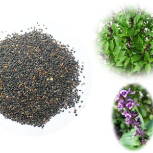 Organic Tulsi Seeds, Packaging Size : 10-20kg