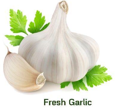 garlic