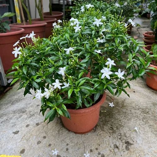 Green Mini Tagar Plant, for Outdoor