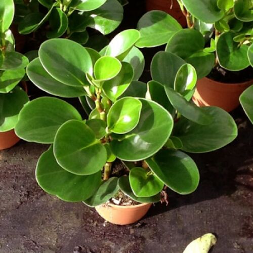 peperomia plant