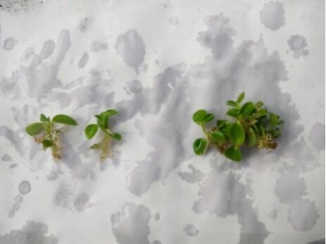 Peperomia Plant Tissue Culture