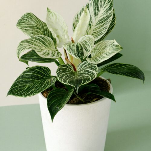 Philodendron Birkin Plant