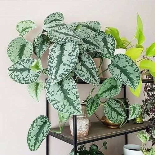 Silver Satin Plant, Color : Green