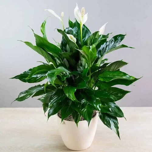 Spathiphyllum Peace Lily Plant