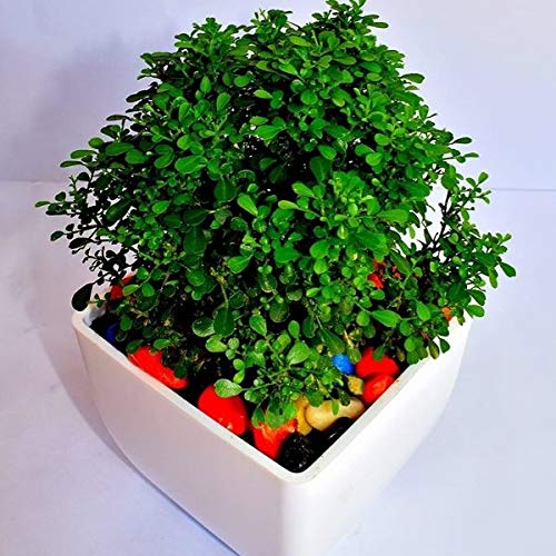 Green Table Kamini Plant
