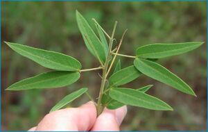 senna leaves