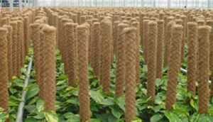 Coir Poles