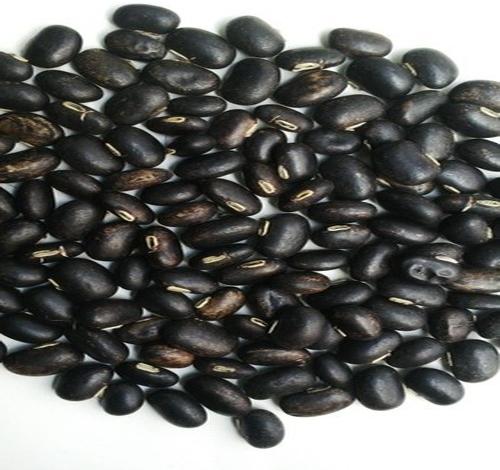 Black Mucuna Pruriens Seed, Packaging Type : Bag