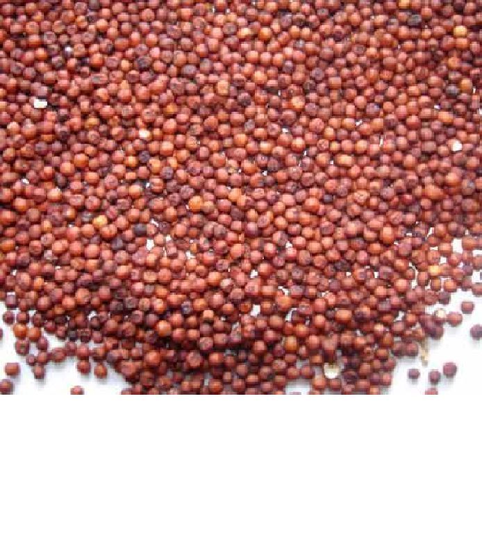 Organic Ragi Seeds, for Cooking, Packaging Size : 50kg