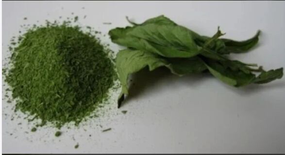Organic Stevia Green Extract Powder, For Medicinal Use, Packaging Size : 25 Kg