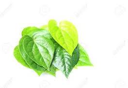 Betel Leaf Oil