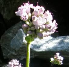 Spikenard Essential Oil