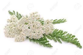 Yarrow Essential Oil