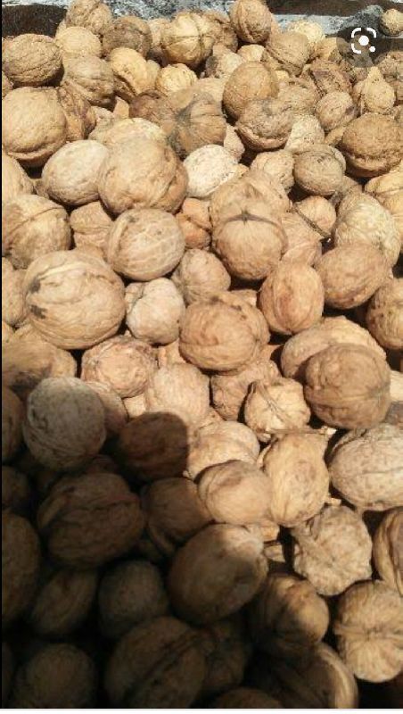 Kashmiri budded walnuts, for Oil, Herbal Formulation, Ayurvedic Formulation, Packaging Type : Plastic Packat