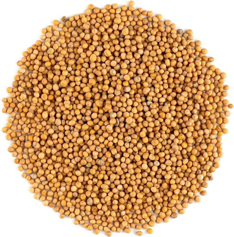 Yellow Mustard Seed, for Cooking, Packaging Size : 25kg 50kg