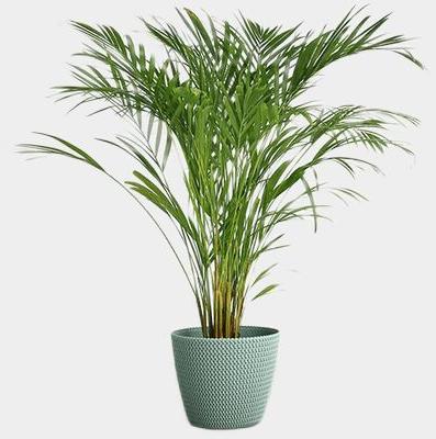 Areca palm plant, Feature : Eco-friendly, Fast Growth, Well Watered
