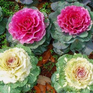 Fresh Brassica Flower