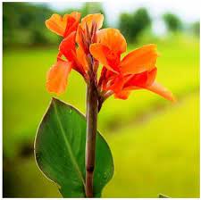 Orange Natural Fresh Canna Flower, for Decorative, Vase Displays, Shelf Life : 7days