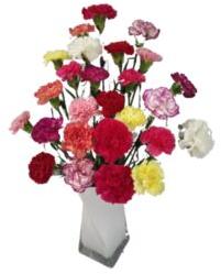 Natural Fresh Carnations Flower, for Decorative, Garlands, Vase Displays, Occasion : Party, Weddings