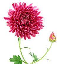 Pink Natural Fresh Chrysanthemum Flower, for Decorative, Vase Displays, Occasion : Party, Weddings