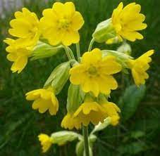 Yellow Natural Fresh Cowslip Flower, for Decorative, Vase Displays, Shelf Life : 7days