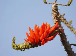 Fresh Erythrina Flower