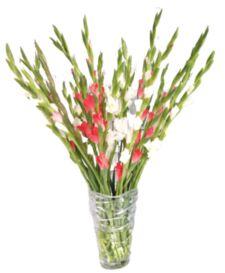 Multicolor Natural Fresh Gladiolus Flower, for Decorative, Vase Displays, Shelf Life : 7days