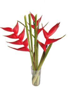 Natural Fresh Heliconia Red Flower, for Decorative, Vase Displays, Occasion : Party, Weddings